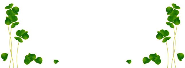 green clover leaves isolated on white background. St.Patrick 's Day