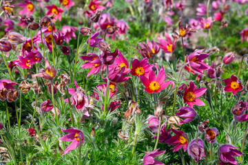 Obraz na płótnie Canvas Pulsatilla vulgaris 'Rubra' a spring perennial red flowering plant commonly known as pasque flower, stock photo image
