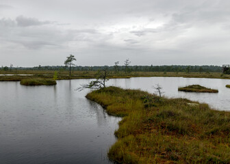 rainy day, rainy background, traditional bog landscape, bog lake in the rain, swamp grass and moss, small bog pines during rain, swamp in autumn