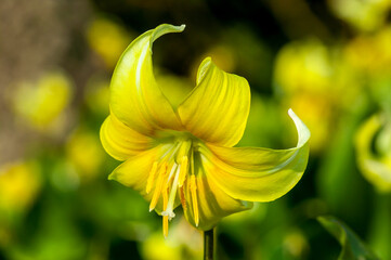 Erythronium 'Pagoda' a spring bulbous flowering plant with a yellow springtime flower commonly known as  dog's tooth violet, stock photo image