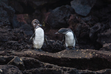 Galapagos islands. Galapagos penguins on a rocky shore of Bartolome island, Galapagos Islands © Nikolai