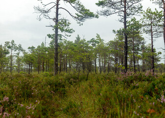 rainy day, rainy background, traditional bog landscape, bog grass and moss, small bog pines during rain, bog in autumn