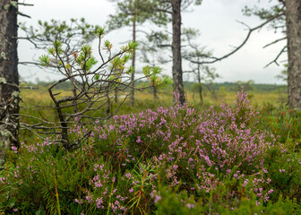 rainy day, rainy background, traditional bog landscape, bog grass and moss, small bog pines during rain, bog in autumn