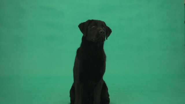 labrador puppy on green screen