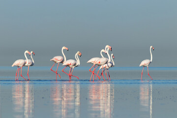 Wild african birds. Group birds of pink african flamingos  walking around the blue lagoon