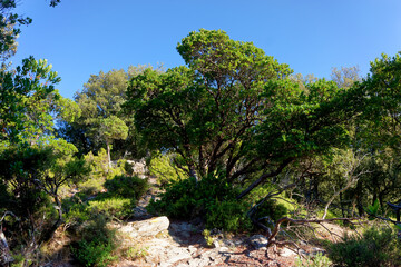 Hiking path Mare a Mare nord in Costa verde mountair