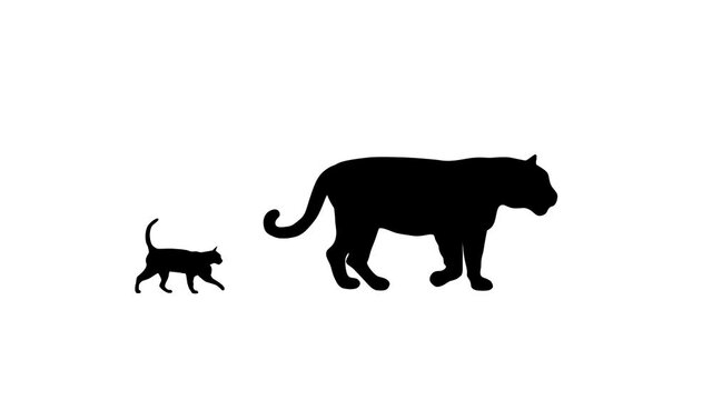 Silhouettes of tiger and cat walking together, animation on the white background