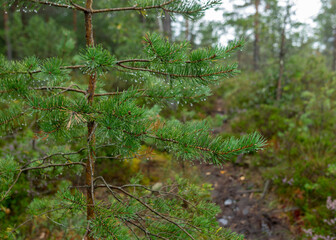 rainy day, rainy background, traditional bog landscape, bog grass and moss, small bog pines during rain, bog in autumn