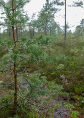 boggy forest vegetation, plants, grass, moss in the rain, autumn