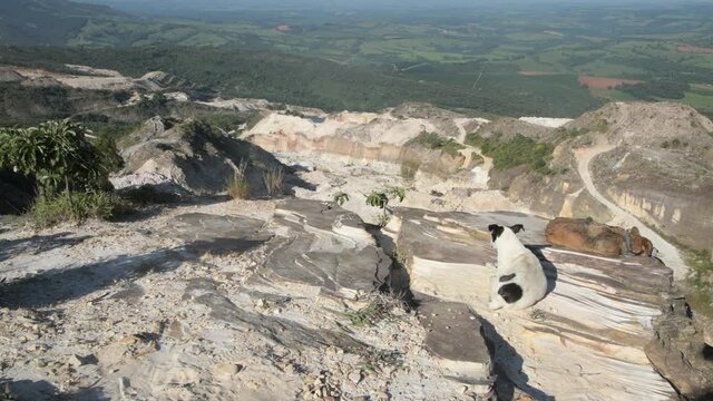 Dogs Looking at the Quarry in the Mountains in Brazil 