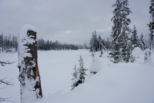 Schnee bedeckte Landschaft im Harz