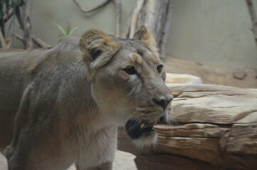 African lion relaxing in the Frankfurt zoo