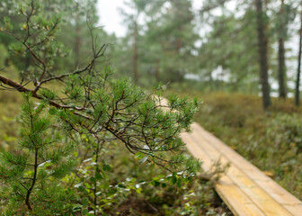 rainy day, rainy background, traditional bog landscape, wet wooden footbridge, swamp grass and moss, small bog pines during rain, swamp in autumn
