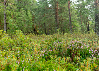 rainy day, rainy background, traditional bog landscape, bog grass and moss, small bog pines during rain, bog in autumn