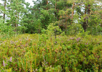 rainy day, rainy background, traditional bog landscape, bog grass and moss, small bog pines during rain, bog in autumn