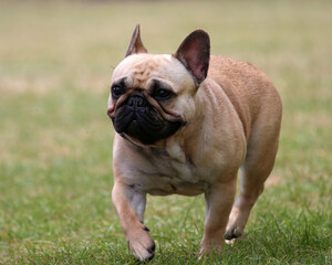 French Bulldog