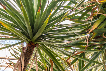 beautiful, natural, green, large palm trees in a tropical, sub-tropical forest
