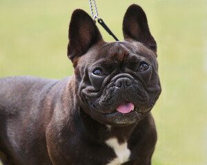 Fototapeta premium French Bulldog