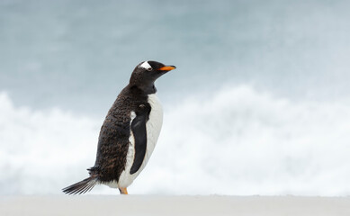 Gentoo penguin standing on a beach by a stormy ocean