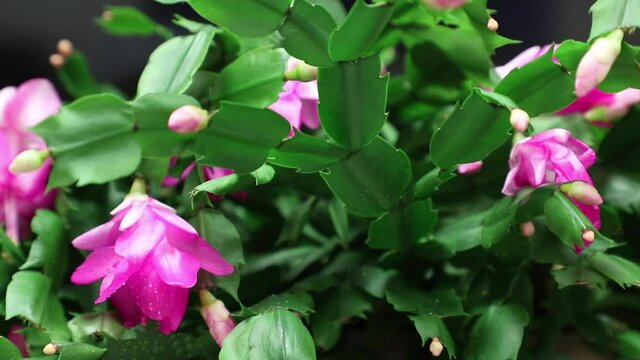 Closeup of Houseplant schlumbergera with pink flowers, parent of Christmas cactus or Thanksgiving cactus, blooms luxuriantly in December. Floriculture of a bright Decembrist plant with winter flower