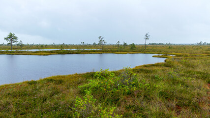 rainy day, rainy background, traditional bog landscape, bog lake in the rain, swamp grass and moss,...