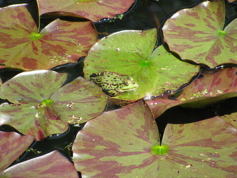Rana esculenta in a garden pond