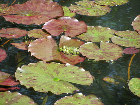 Rana esculenta in a garden pond