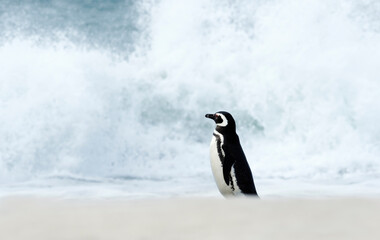 Obraz premium Magellanic penguin standing on a sandy beach and watching stormy ocean