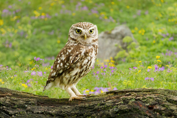 Little owl perched on a log in a meadow