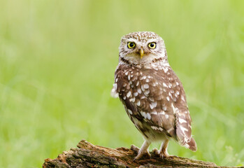 Little owl perched on a tree against green background