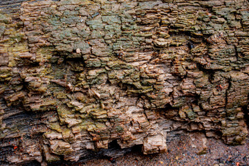 Brown stained texture, rot wet log background