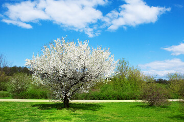 Spring landscape, Blooming white cherry tree flowers, grass and blue sky as nature spring background