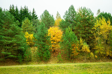 Autumn forest nature, green and yellow trees