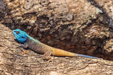 Colorfull lizard