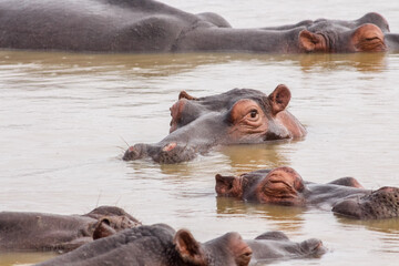 Hippo is watching you