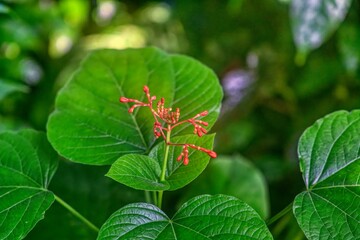 Tropic Flower Palmhouse Vienna Palmenhaus