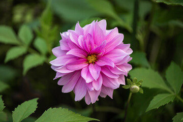 Fototapeta premium 紫のダリア