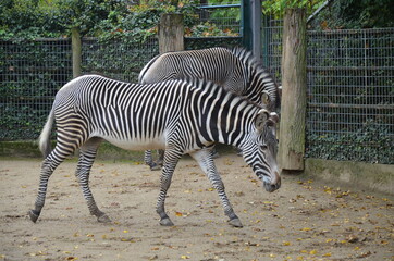 Fototapeta na wymiar Grevy zebra (Equus grevyi) in the Frankfurt zoo