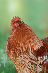 Portrait of a red rooster isolated against green bokeh background