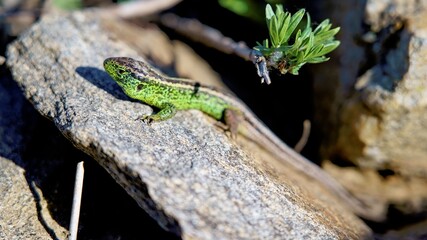 lizard on a rock