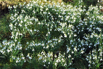 Field of White Snowdrop Flowers 