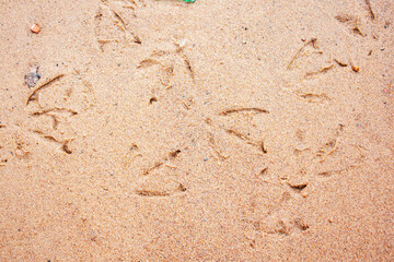 Traces of the bird's paws on a sand dune, close up