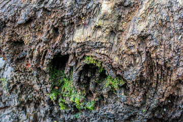 Old brown stained texture, rot wet log background