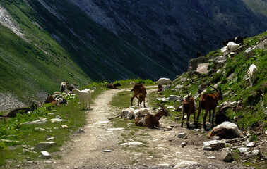 many goats on a dirt road while hiking in the mountains