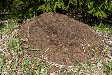 Obraz premium Anthill in a spring pine or fir forest