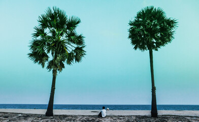 palm tree on the beach