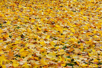 Yellow autumn maple leaves in the Park, texture, autumn concept