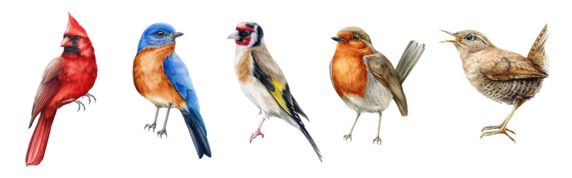 Bird set watercolor illustration. Red cardinal, eastern bluebird, goldfinch, robin, wren close up images. Realistic garden and forset birds collection element. Beautiful avian set on white background.