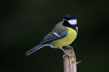 Beautiful nature scene with Great tit (Parus major).