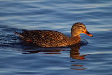 The female mallard (Anas platyrhynchos) is a dabbling duck that breeds throughout the temperate and subtropical Americas, Eurasia, and North Africa,live in wetlands,eat water plants and small animals
